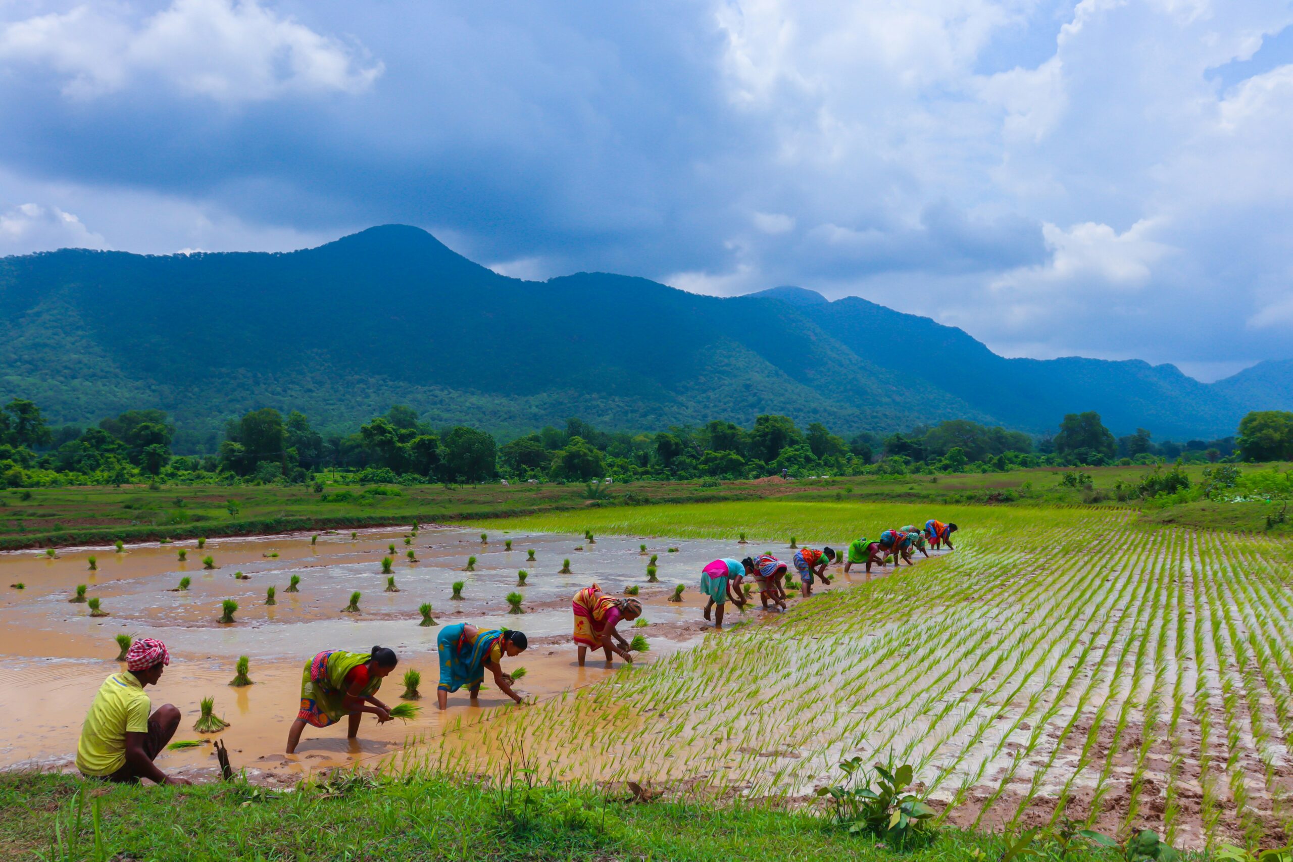 jagamohan-senapati-india-unsplash